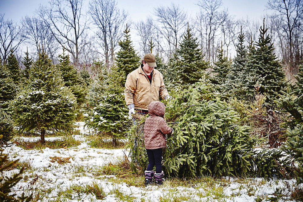 Father And Daughter Carrying Cut Down Christmas Tree From A Christmas Tree Farm, Stoney Creek, Ontario, Canada