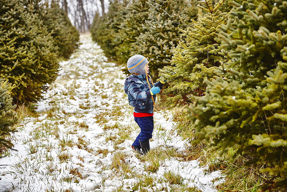 Young Boy Looking For A Christmas Tree, Stoney Creek, Ontario, Canada