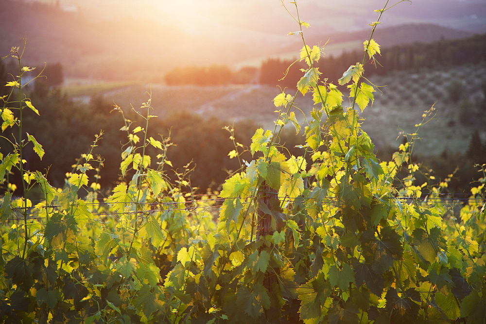 The Sun Sets Amongst The Rolling Hills Of Tuscany, Tuscany, Italy