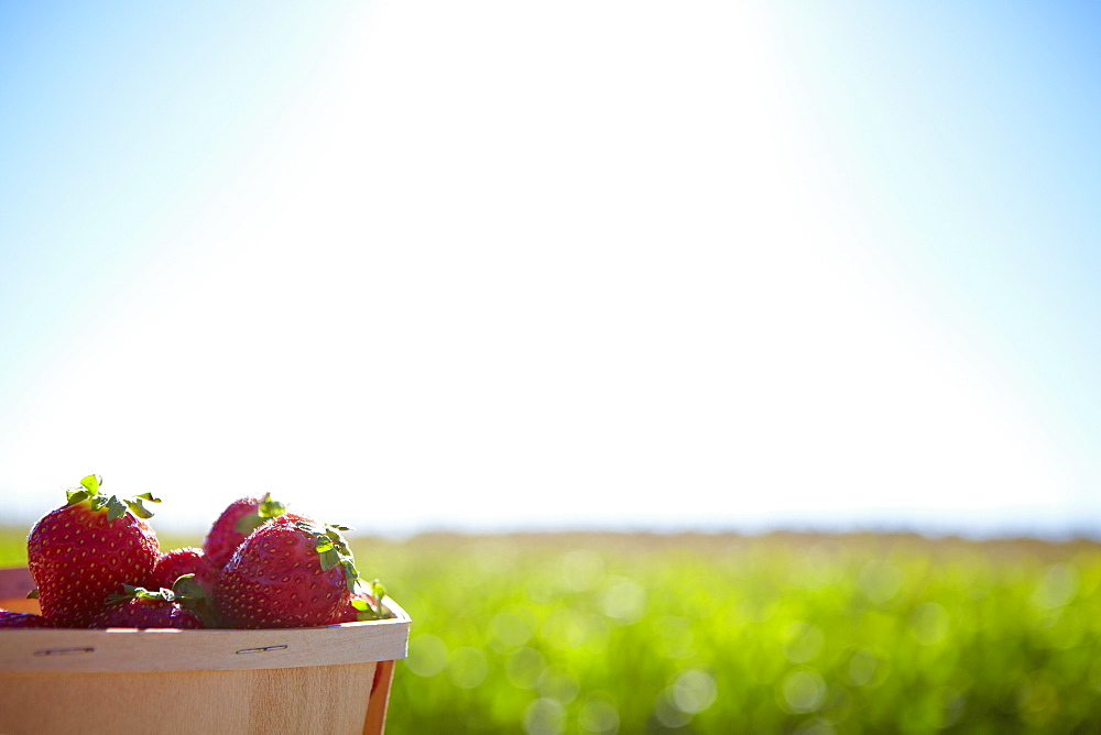 A Basket Full Of Strawberries With Farmland In The Background, Quebec, Canada