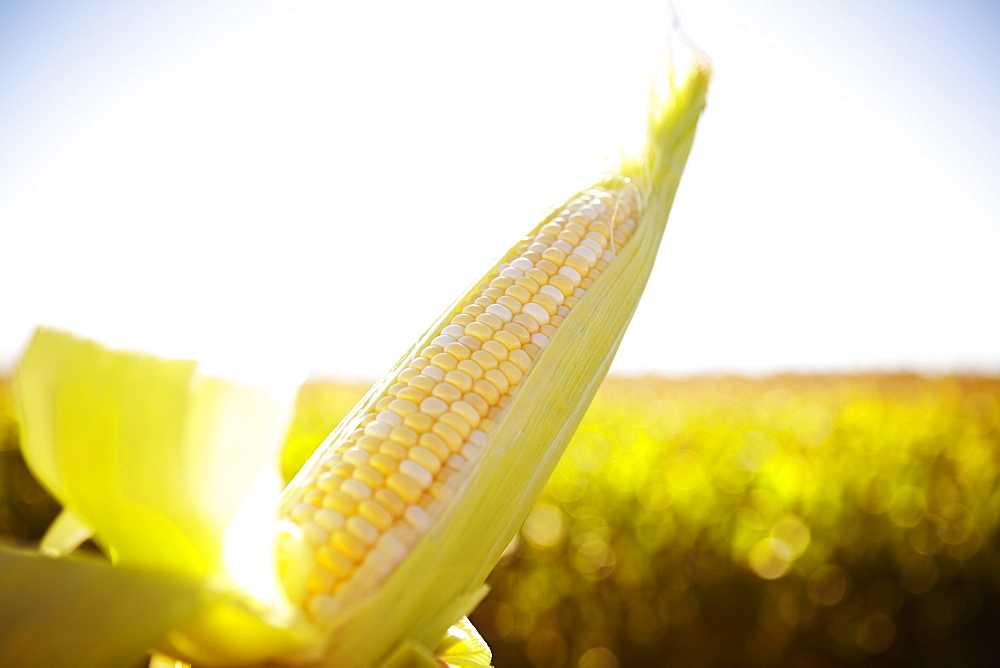 Close Up Of An Open Ear Of Corn, Quebec, Canada