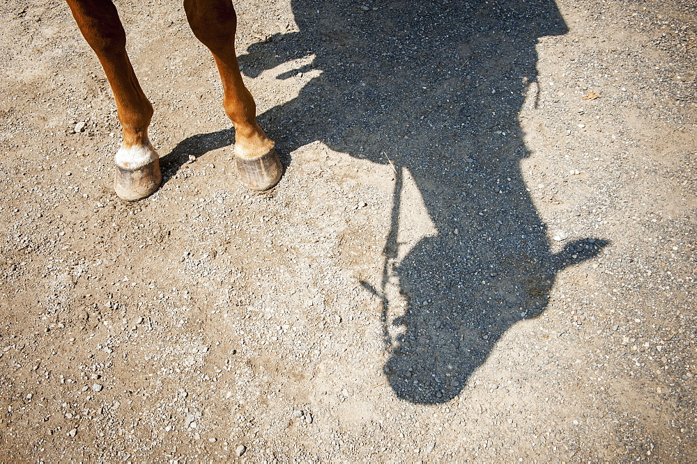 Horse Legs And Shadow Of Horse Head, Hampstead, Maryland, United States Of America