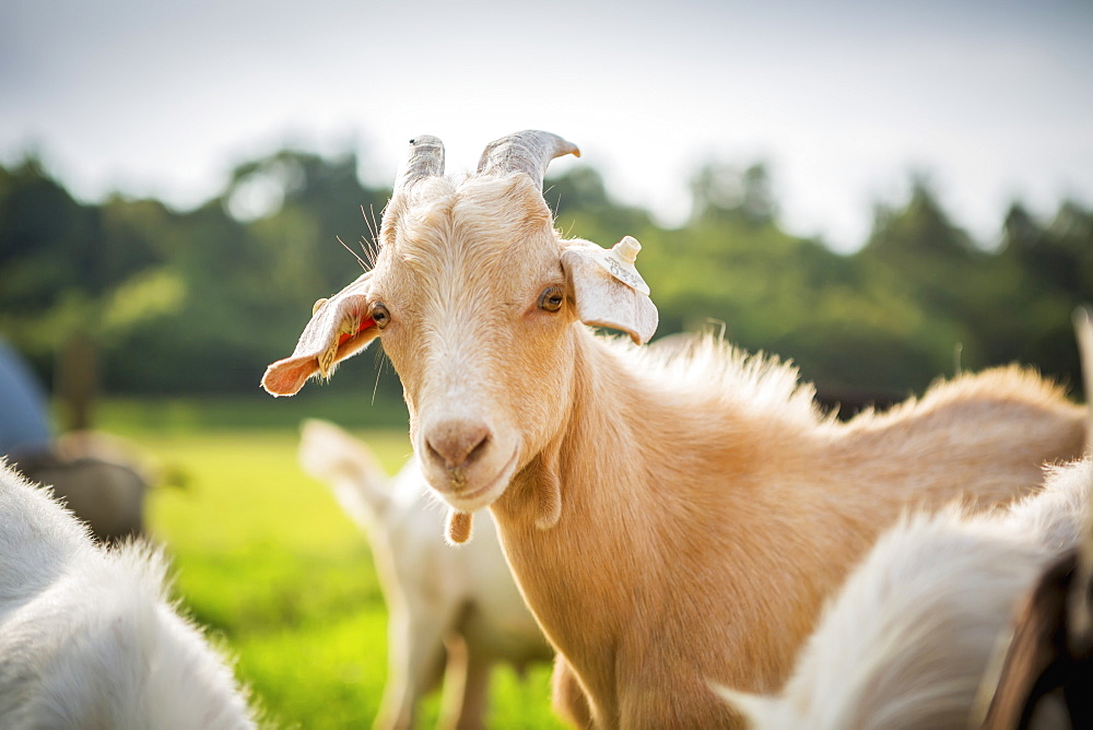 Goat Portrait, Keedysville, Maryland, United States Of America