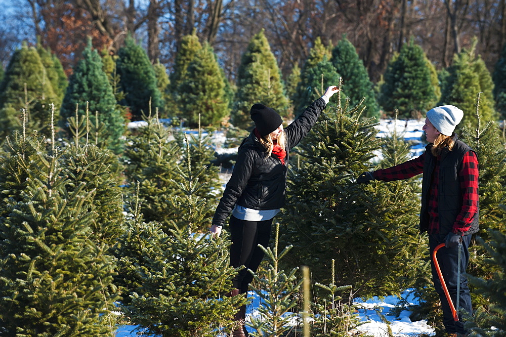 A Couple Choosing And Cutting A Fresh Christmas Tree At A Christmas Tree Farm, Minnesota, United States Of America