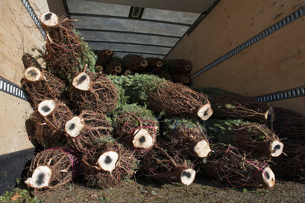 Cut Trees In A Pile At A Christmas Tree Farm Loaded In A Truck For Transport, Minnesota, United States Of America