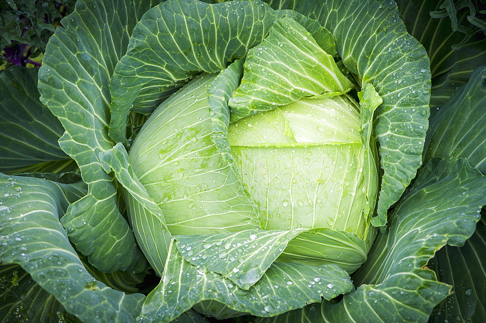 Cabbage (Brassica Oleracea) Covered In Dew, Fairbanks, Alaska, United States Of America