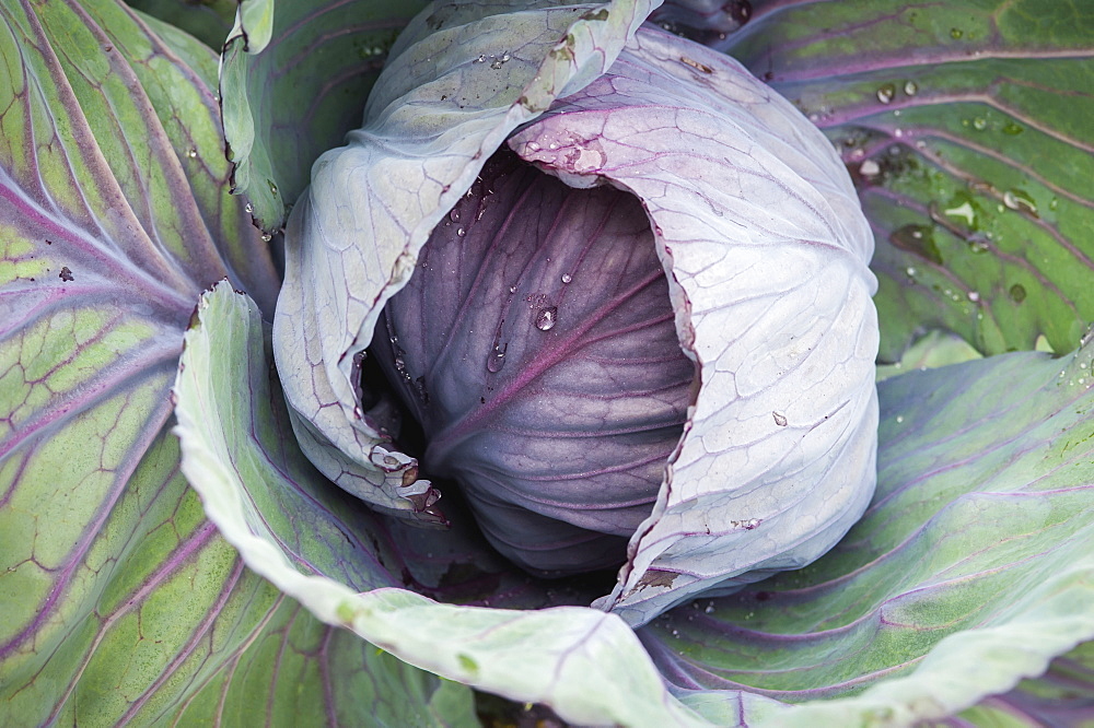 Purple Cabbage (Brassica Oleracea) Growing In Georgeson Botanical Garden, Fairbanks, Alaska, United States Of America