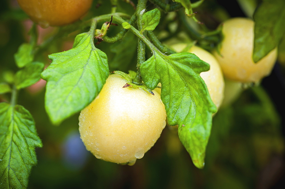 Yellow Tomato (Solanum Lycopersicum) Growing In Georgeson Botanical Garden, Fairbanks, Alaska, United States Of America