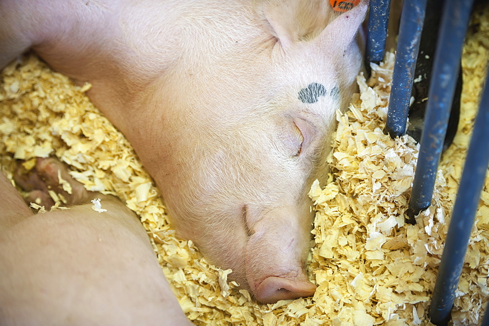 Sleeping Pig, Fairbanks, Alaska, United States Of America