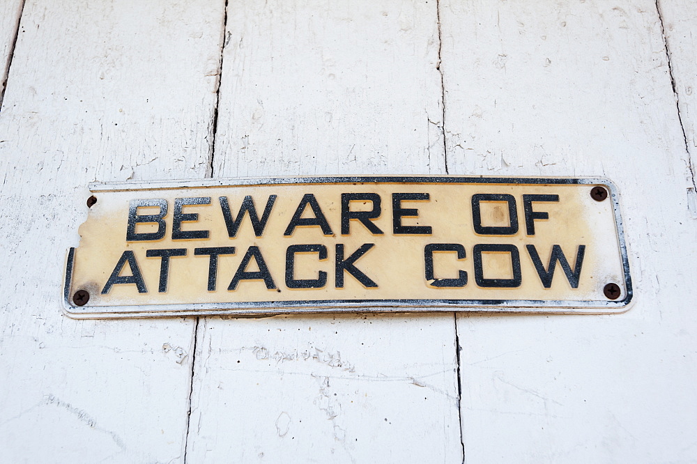 Beware Of Attack Cow Sign On Barn, Honesdale, Pennsylvania, United States Of America