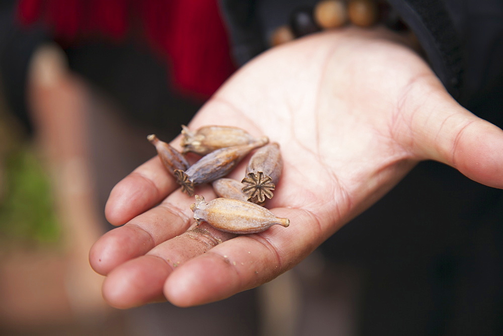 Hand Holding Poppy Seed And Husk, Lijiang, Yunnan Province, China