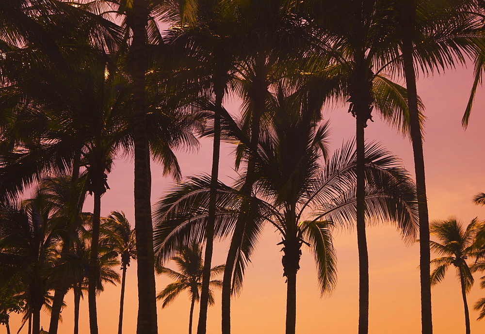 Palm Trees At Sunset, Mazatlan, Mexico
