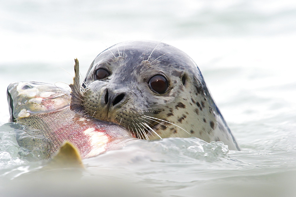 Seal With Silver Salmon In It's Mouth, Valdez, Alaska, United States Of America