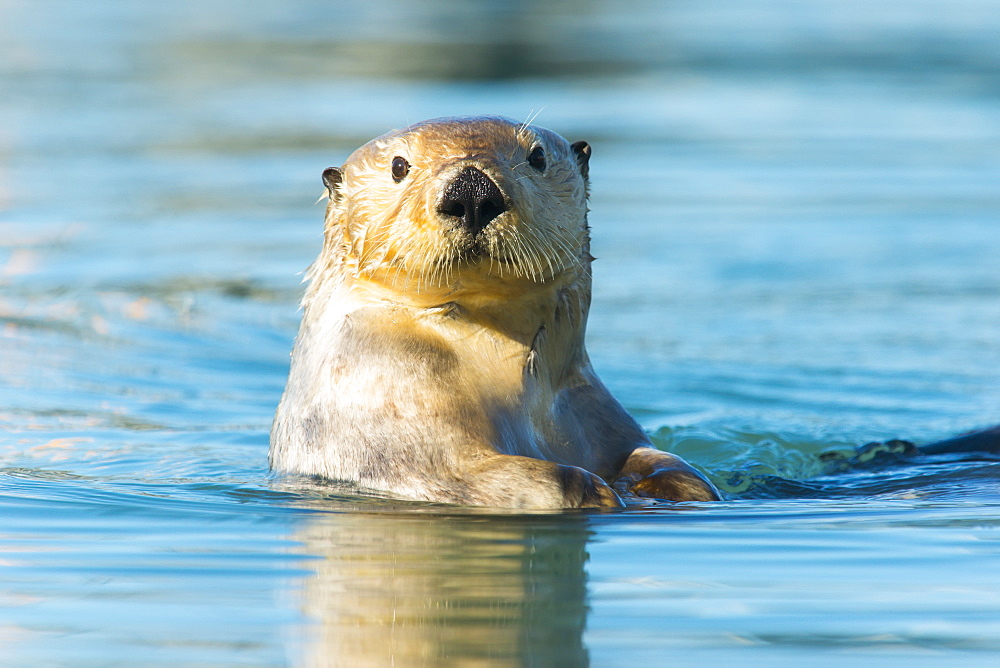 Sea Otter (Enhydra Lutris) Looking Into The Camera, Cordova, Alaska, United States Of America