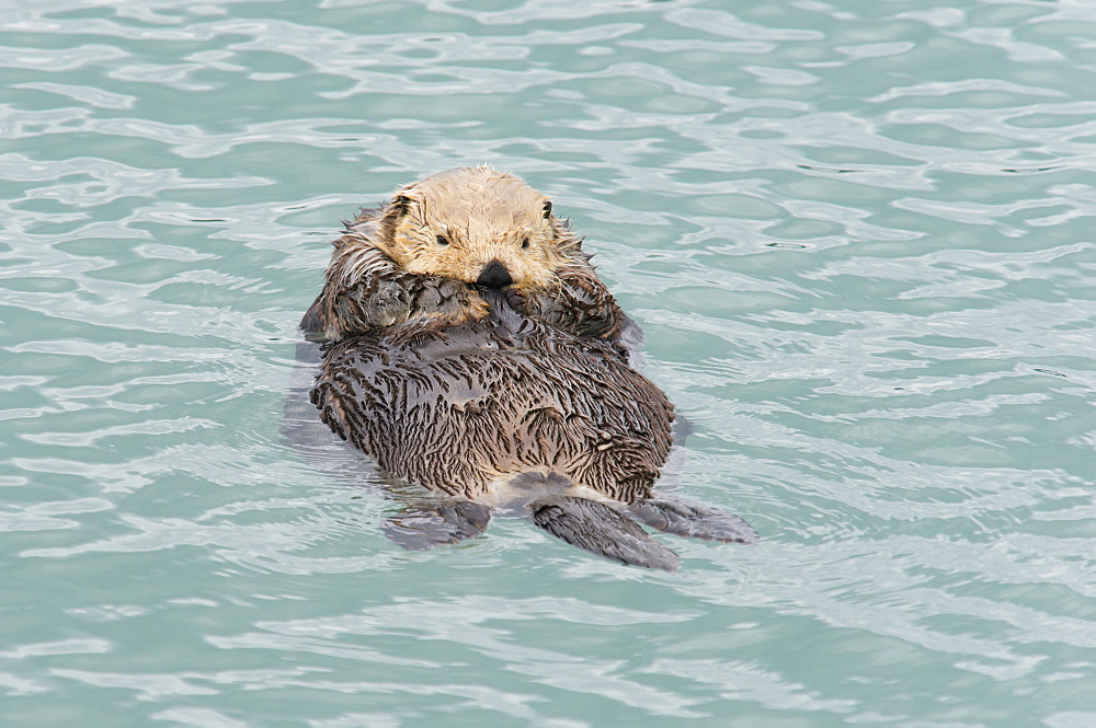 Sea Otter (Enhydra Lutris) Relaxing In The Water, Cordova, Alaska, United States Of America