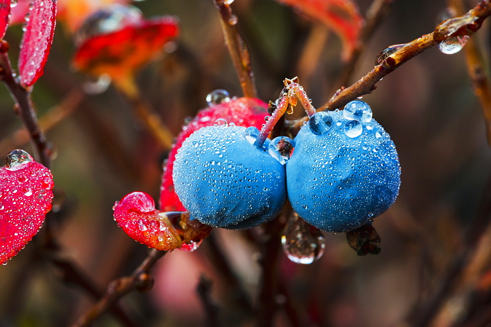 Wet Blueberries On A Bush, Denali, Alaska, United States Of America