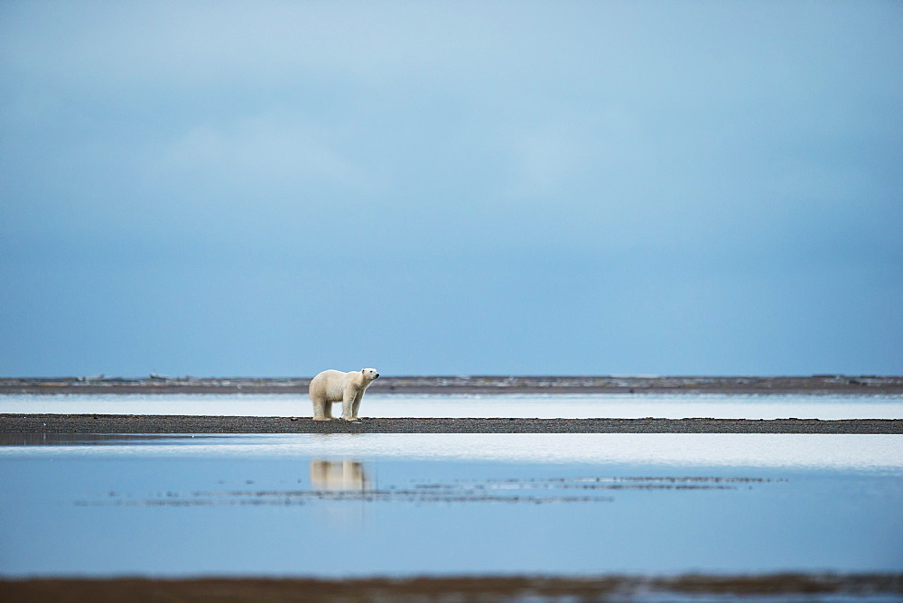 Polar Bear (Ursus Maritimus) Standing At The Water's Edge With Reflection In The Water, Kaktovik, Alaska, United States Of America