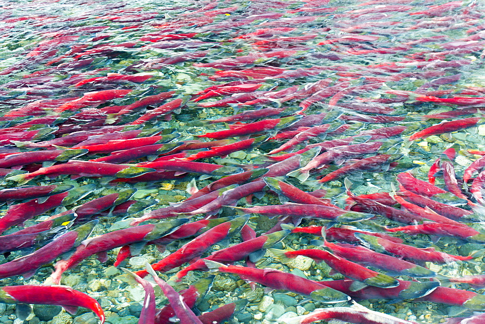 Group Of Sockeye Salmon In Shallow Water, Paxson, Alaska, United States Of America