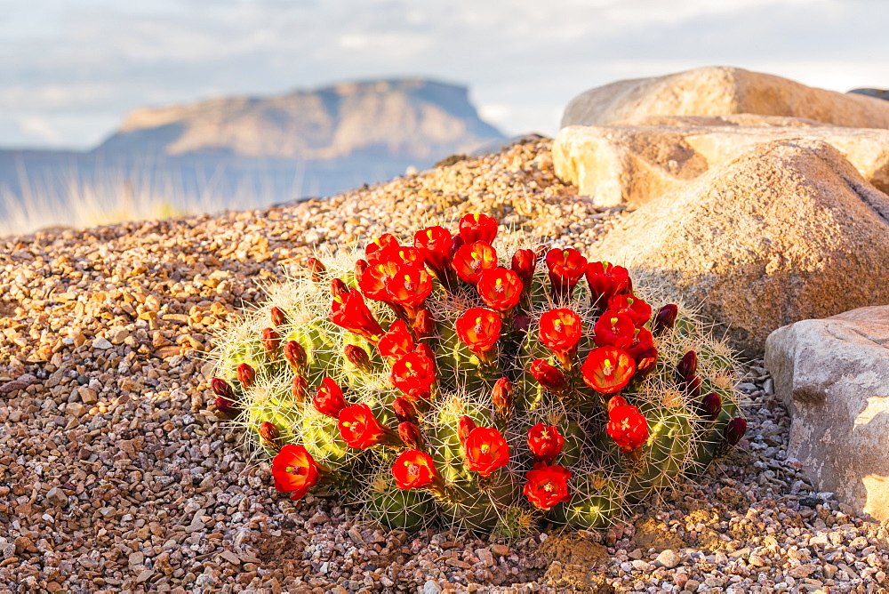 Close Up View Of Claret Cup Cactus (Echinocereus) Flowers At Sunset With Mt. Garfield In The Background, Colorado, United States Of America