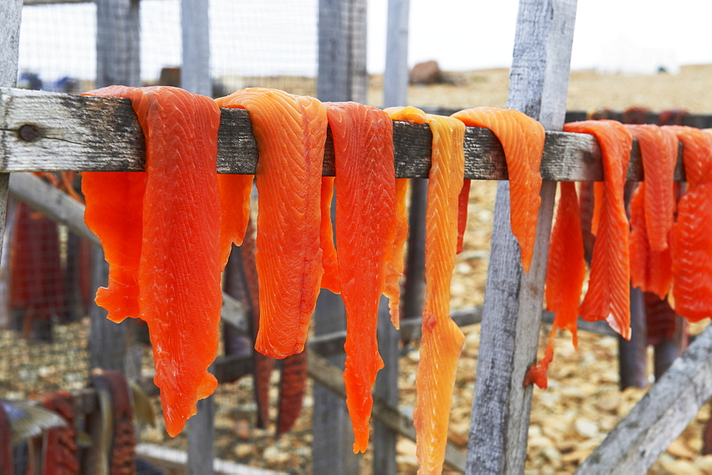 Arctic Char Filets On Drying Racks, Arctic Ocean, Near Cambridge Bay, Nunavut, Canada