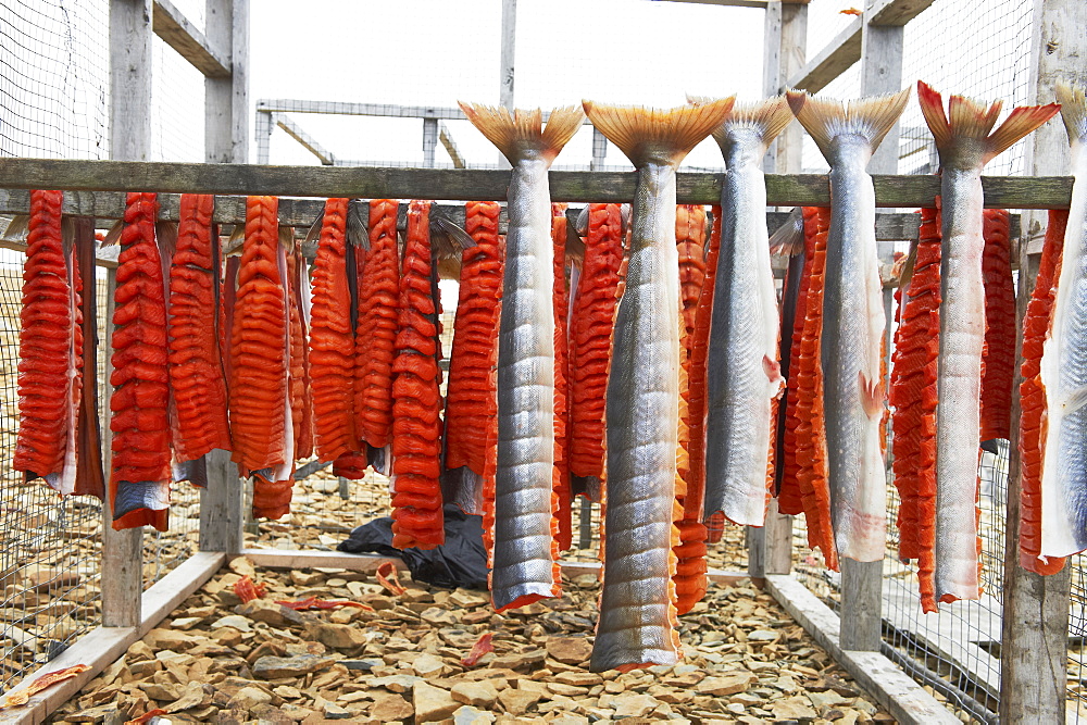 Arctic Char Filets On Drying Racks, Arctic Ocean, Near Cambridge Bay, Nunavut, Canada