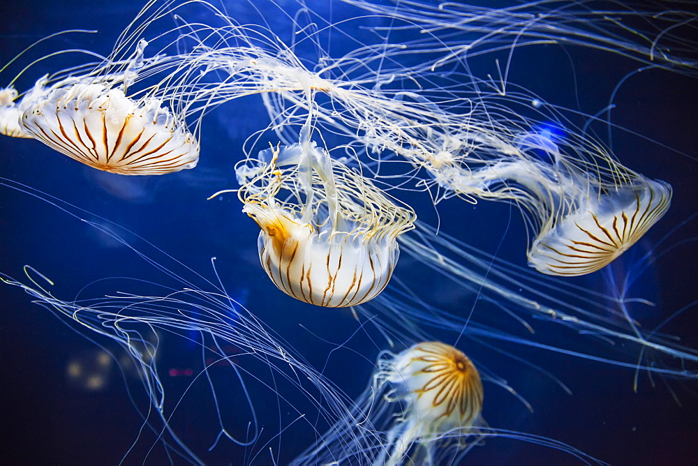 Jellyfish At The Aquarium Of The Bay, San Francisco, California, United States Of America