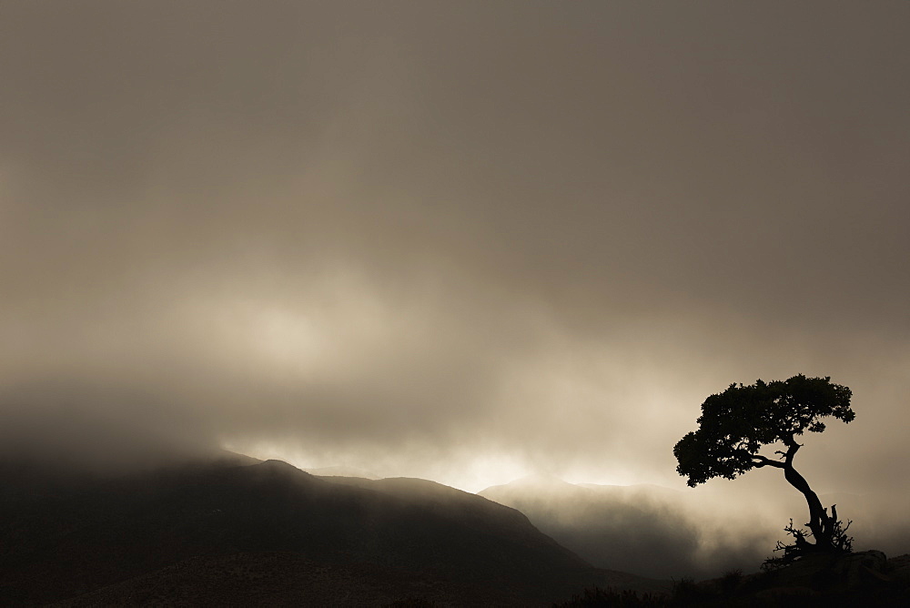 Silhouette Of A Tree Against A Stormy Sky In Richtersveld National Park, South Africa