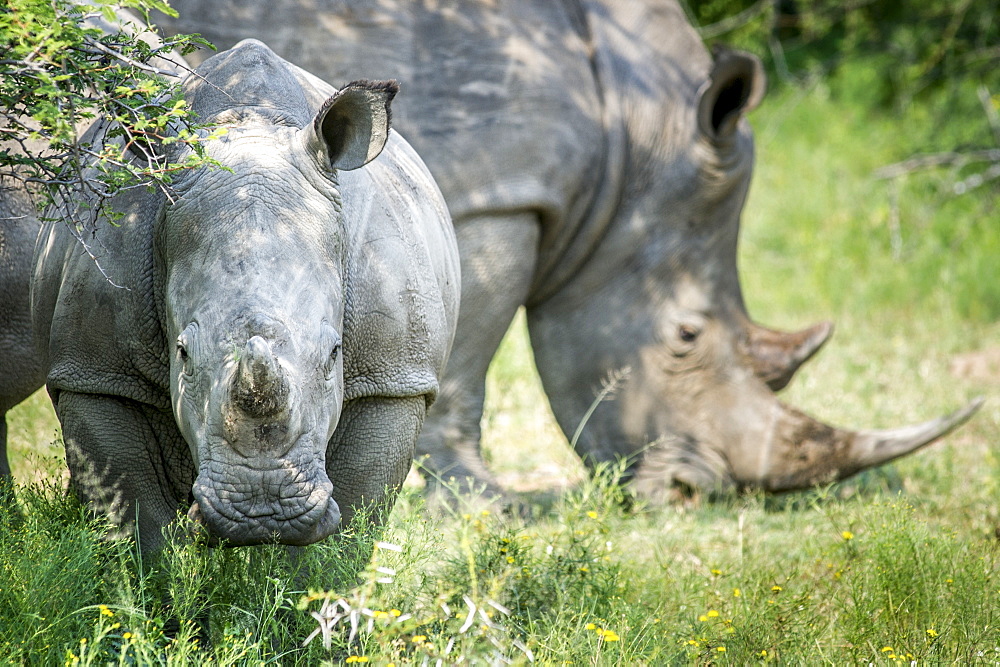 A Pair Of Rhinoceros (Rhinocerotidae) On The Dinokeng Game Reserve, South Africa