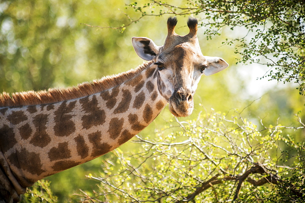 Giraffe (Giraffa Camelopardalis), Kruger National Park, South Africa