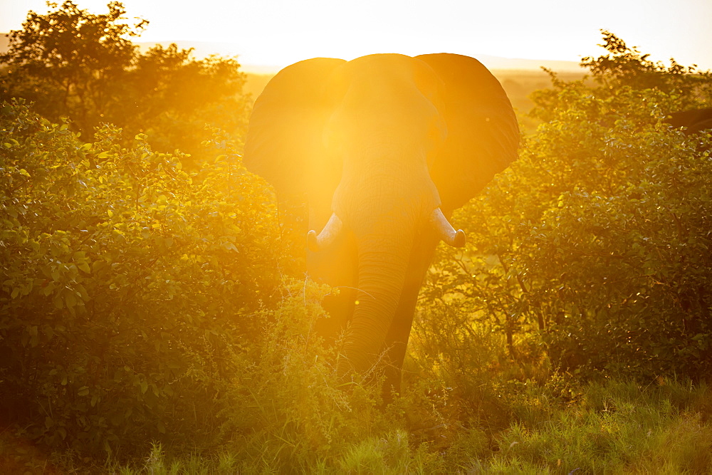 African Elephant (Loxodonta), Kruger National Park, South Africa
