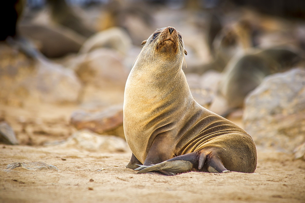 Portrait Of A Cape Fur Seal (Pinnipedia) Amidst The Thousands Of Seals In The Cape Cross Seal Reserve Along The Skeleton Coast, Cape Cross, Namibia