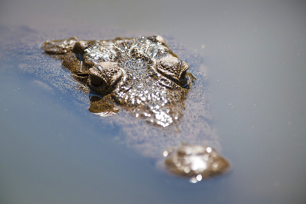 Crocodile (Crocodylinae), Kruger National Park, South Africa