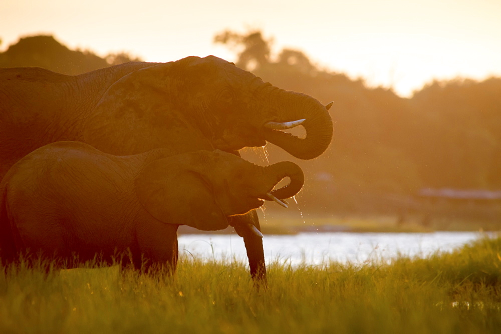 African Elephants (Loxodonta), Chobe National Park, Kasane, Botswana