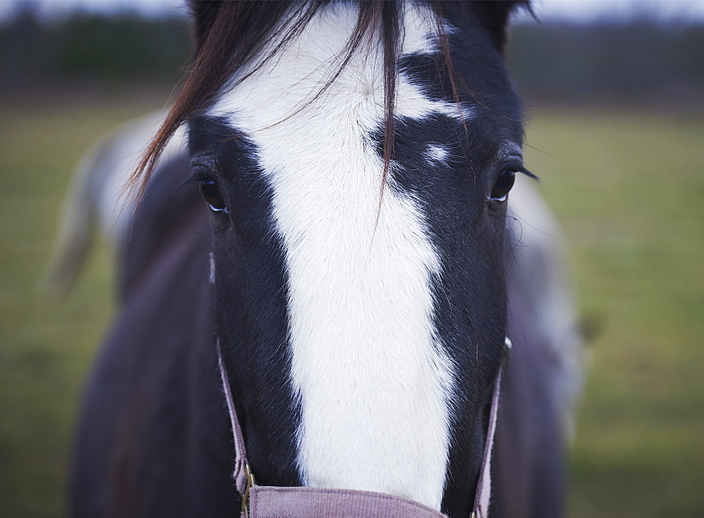 Clydesdale, The Mane Intent Equestrian Centre, Keane, Ontario, Canada