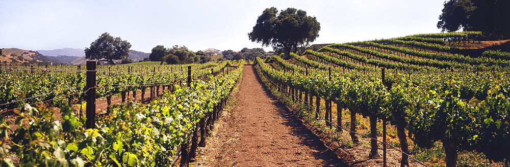 A Vineyard On A Rolling Hillside In Early Summer With Live Oak Trees And Mountains Beyond, Santa Ynez Valley, Buellton, California, United States Of America