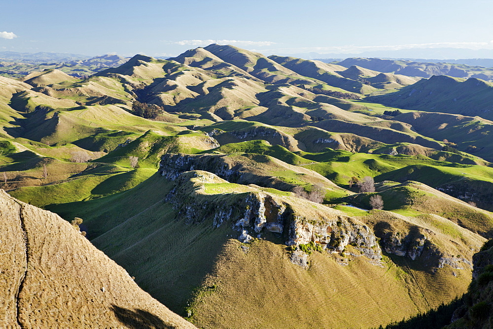 Panorama Of Wavy Mountains And Pastures For Sheep, North Island, New Zealand