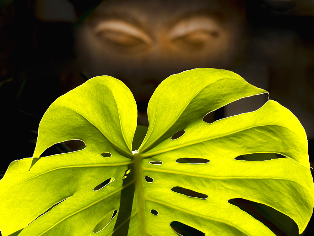 Sinister Eyes With A Leaf In The Foreground, Nairobi, Kenya