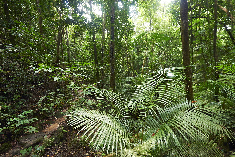 Mossman Gorge Daintree National Park, The Oldest Rainforest In The World, Queensland Australia