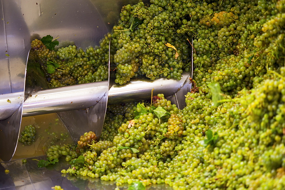 Process Of Grapes Being Made Into Wine, Stellenbosch, Gautang, South Africa