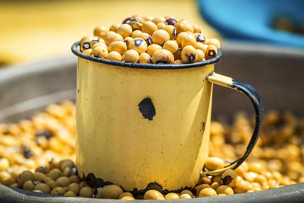 Beans In A Cup And Bowl, Maun, Botswana, Africa