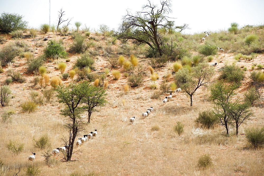 Sheep Walking In A Row On A Farm, Namibia