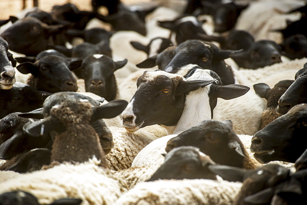 Sheep On A Farm, Namibia