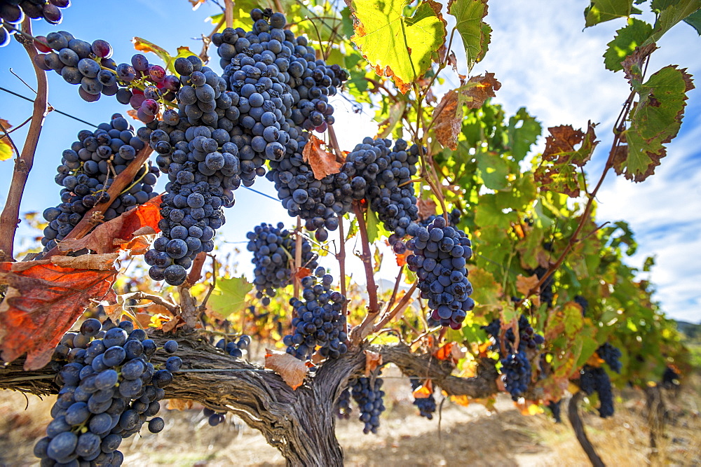 Grapes Growing On Vines, Stellenbosch, Western Cape, South Africa