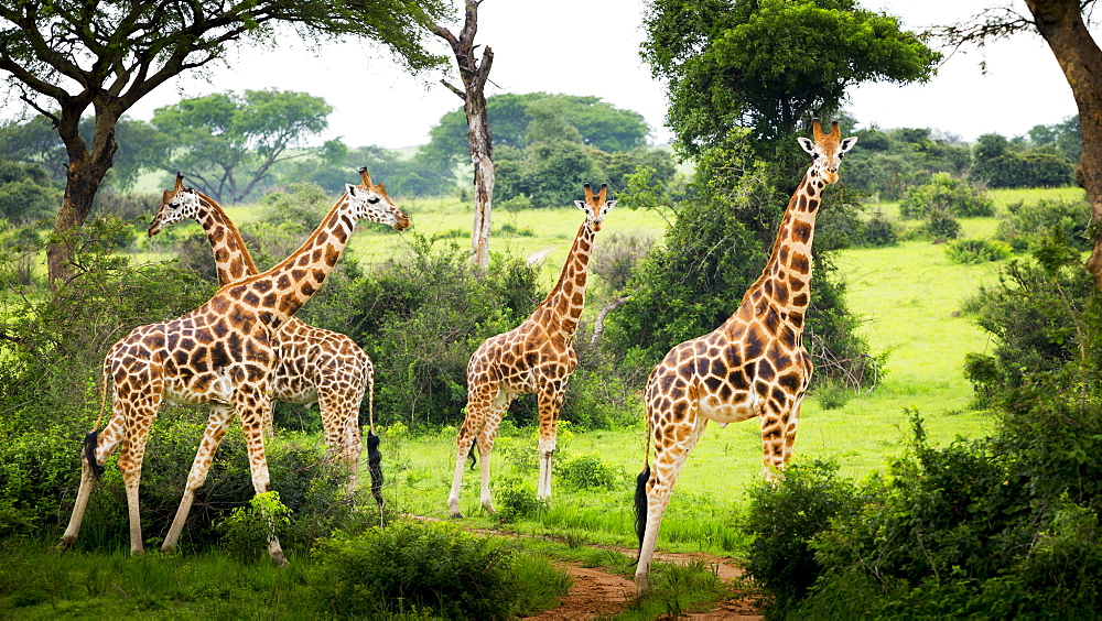 Giraffes (Giraffa Camelopardalis), Murchison Falls National Park, Urganda