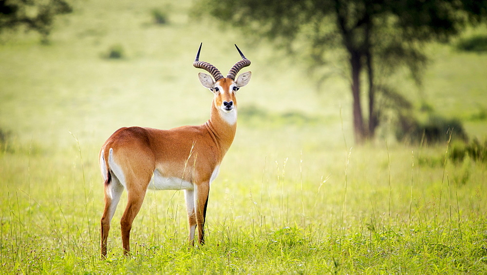 Antelope, Murchison Falls National Park, Uganda