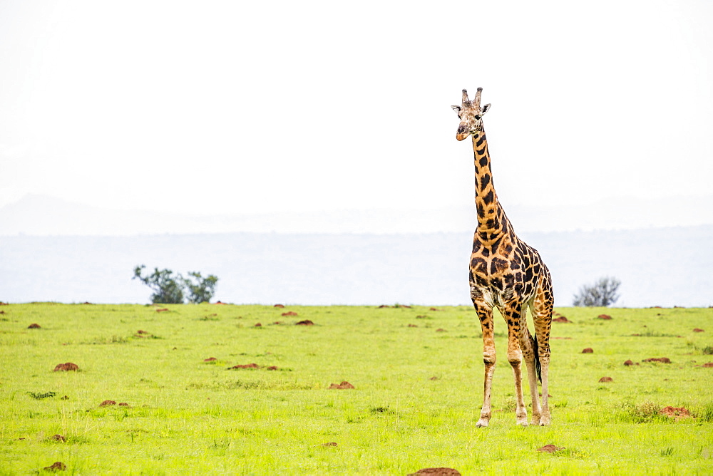 Giraffe, Murchison Falls National Park, Uganda