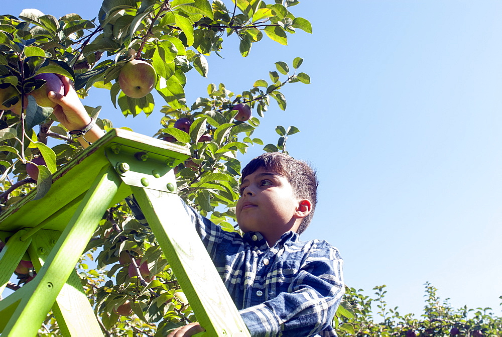 Young Boy Picking Apples In An Apple Orchard, Quebec, Canada