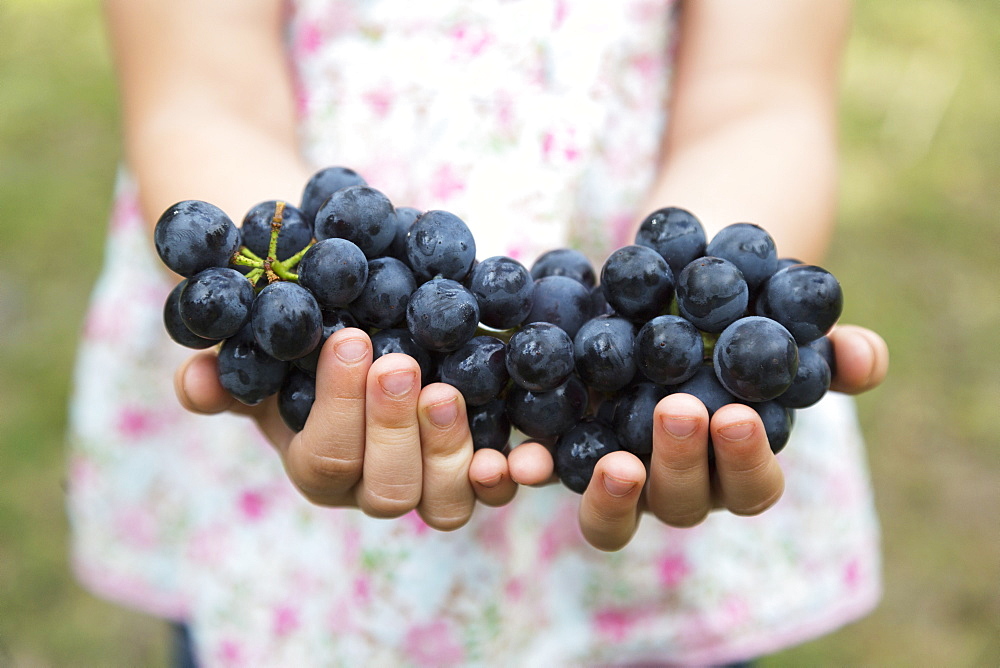 Young Girl Holding A Handful Of Fresh Grapes, Salmon Arm, British Columbia Canada