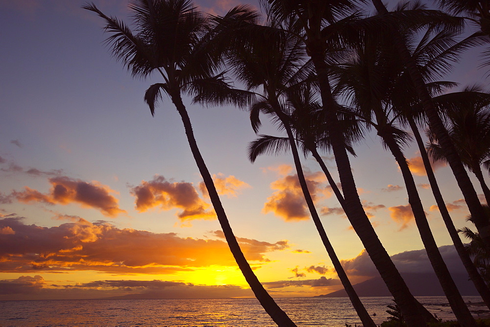 Sunset And Silhouette Of Palm Trees, Keawekapu, Wailea, Maui, Hawaii, United States Of America