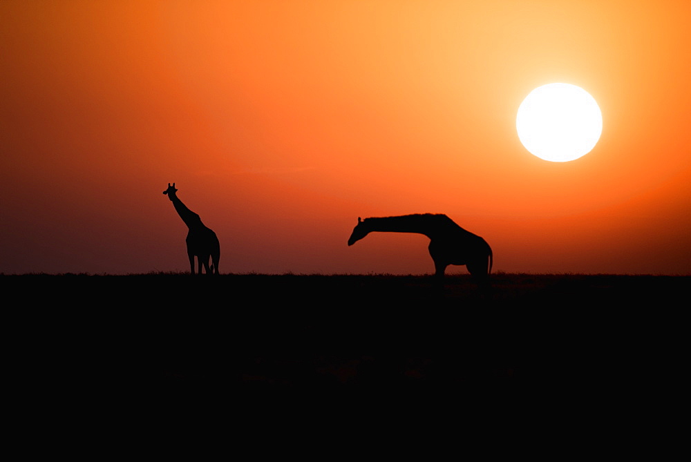 Two Maasai Giraffe (Giraffa Camelopardalis) Silhouetted Against The Rising Sun, Ngorongoro Crater Conservation Area, Tanzania